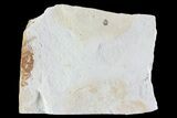 Fossil Pea Crab (Pinnixa) From California - Miocene #74472-1